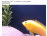 Mẹo biến điện thoại Android thành camera giám sát