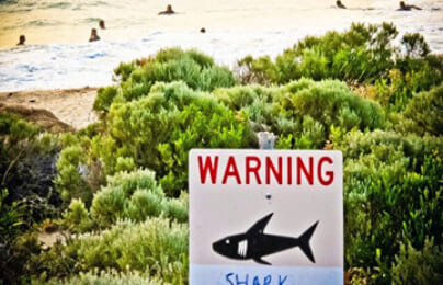Twitter trở thành công cụ cảnh báo nguy cơ tấn công cá mập tại Australia