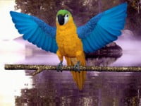 Ứng dụng Việt Chú Vẹt Vina giúp biến đổi giọng nói